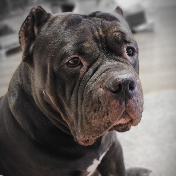 Meet your Posher, Reeva - Picture 4 of 7